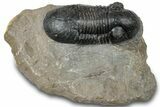 Bargain, Paralejurus Trilobite Fossil - Atchana, Morocco #310577-3